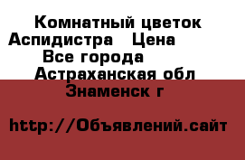 Комнатный цветок Аспидистра › Цена ­ 150 - Все города  »    . Астраханская обл.,Знаменск г.